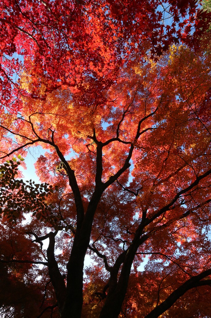 真如堂の紅葉