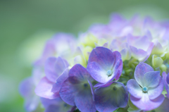 紫陽花 2