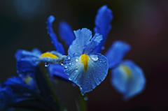 菖蒲