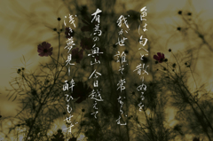 色は匂えどちりぬるを  (in collaboration with YOME)