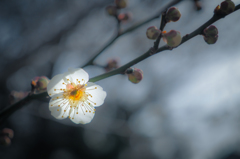 E-M5 Mark II  TEST SHOT