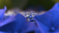 紫陽花