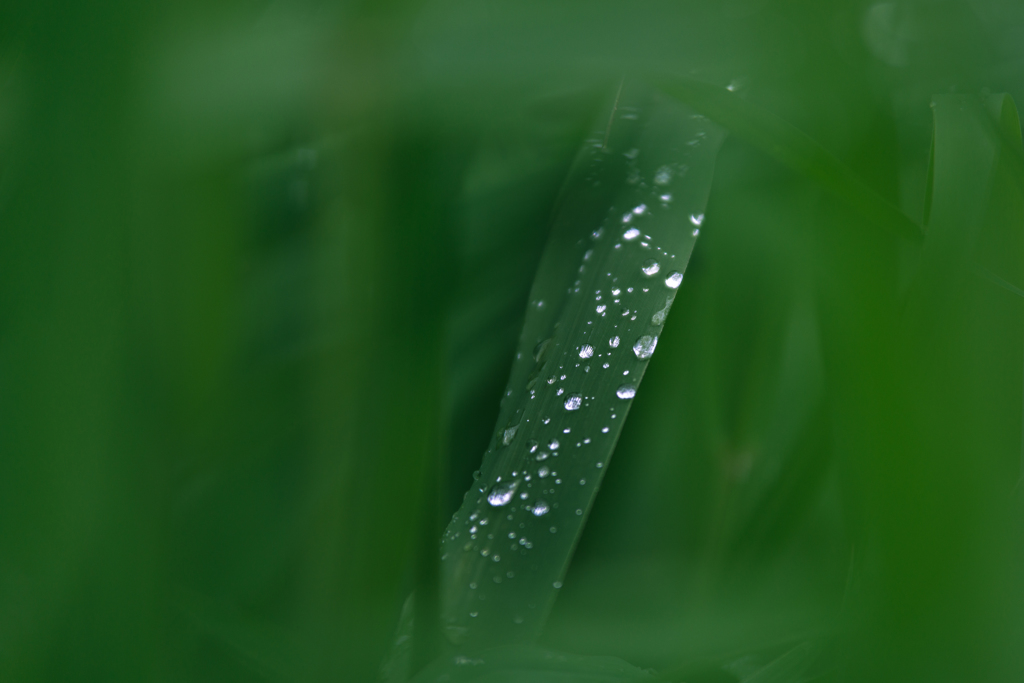 グラス