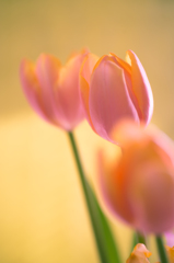 Color's