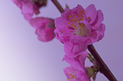 桃