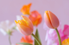 Color's