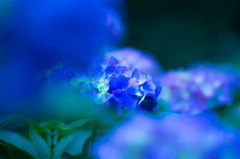 紫陽花 3