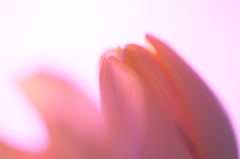 Color's