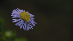 何の花?