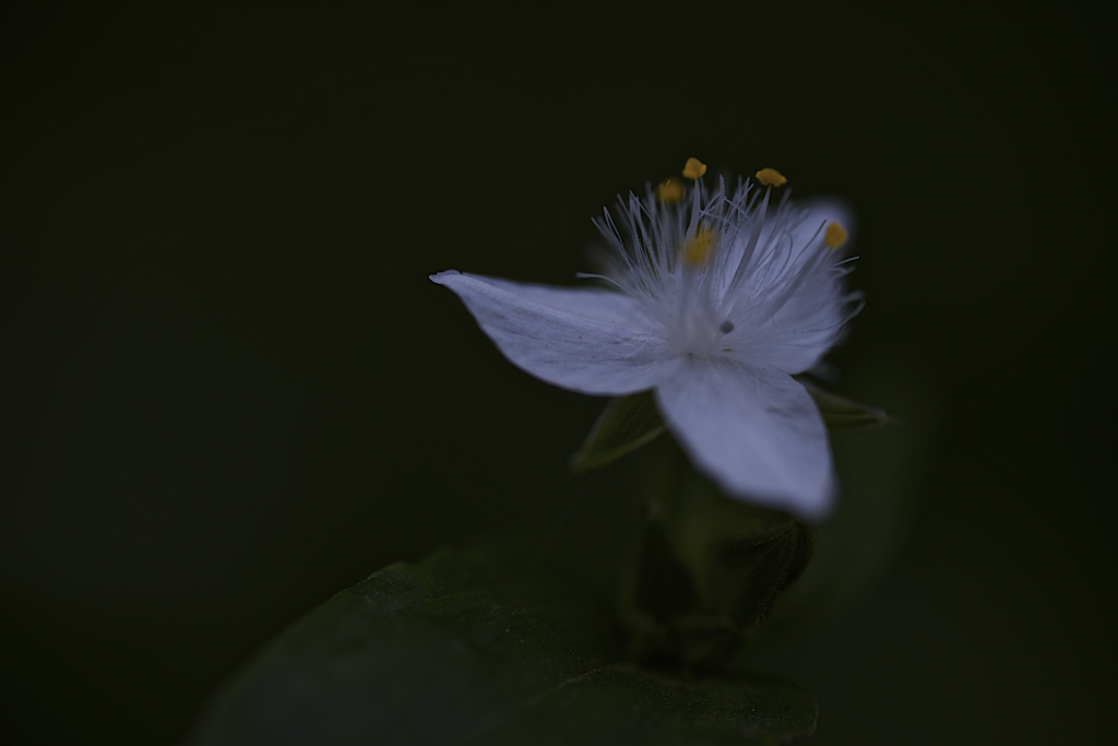 何の花?