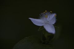 何の花?