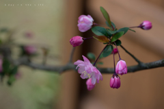 A day in the LIFE. 0405 SAKURA