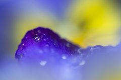 Rain #1