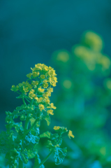 菜の花