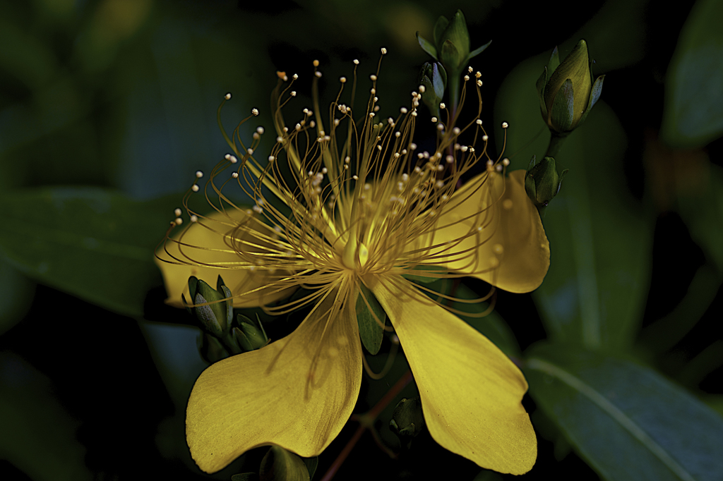 何の花?
