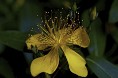 何の花?