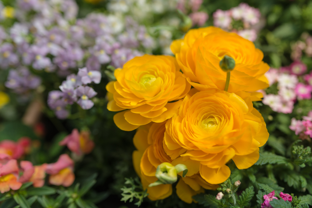 花壇
