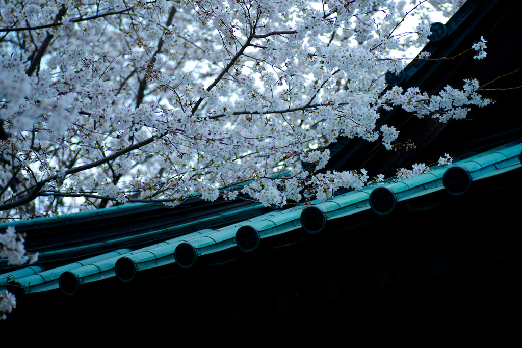 桜20130423
