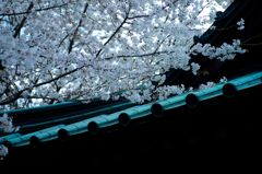桜20130423