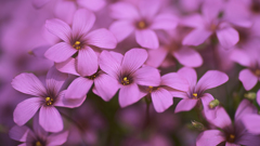 何の花?