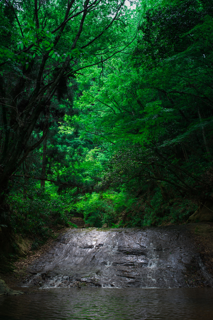 森林欲　森だよ森　林じゃないよ