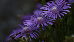 何の花?