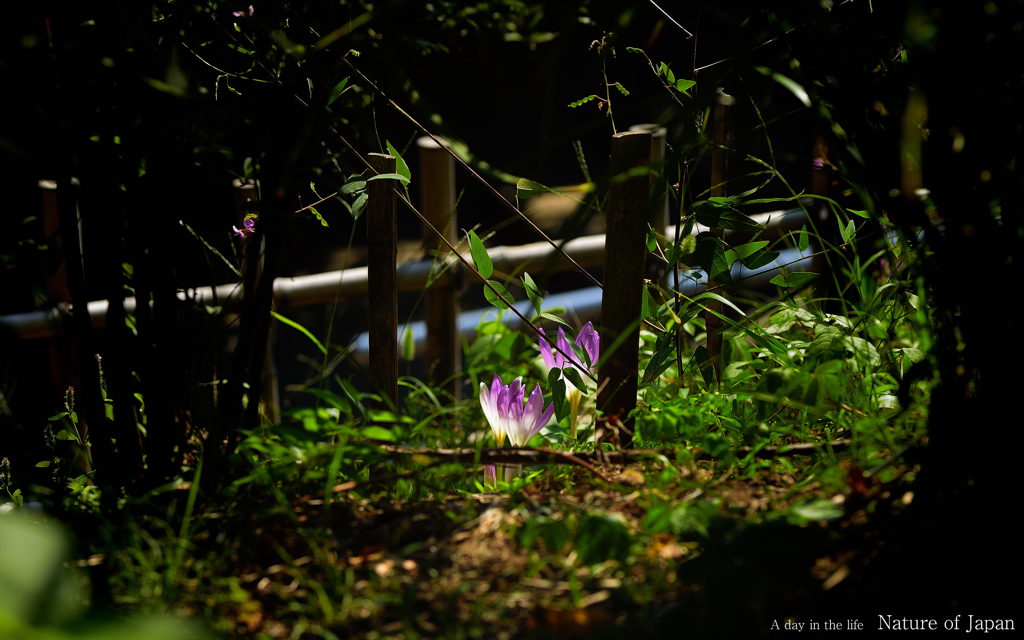 DSC_1818
