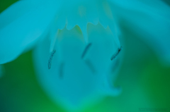 Color's #12