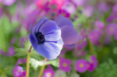 color's
