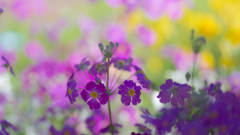Color's