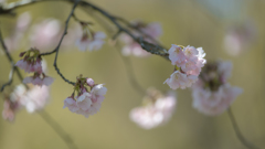 寒桜