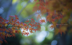 DSC_3875のコピー