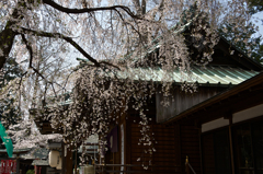 桜　深見神社