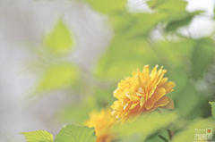 何の花??(八重山吹)