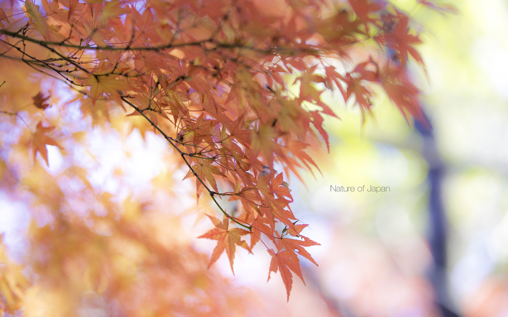 DSC_3900のコピー