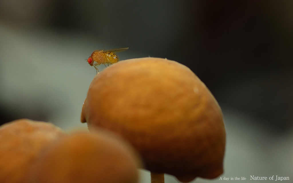 DSC_1685