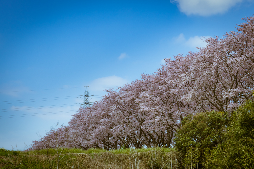 SAKURA
