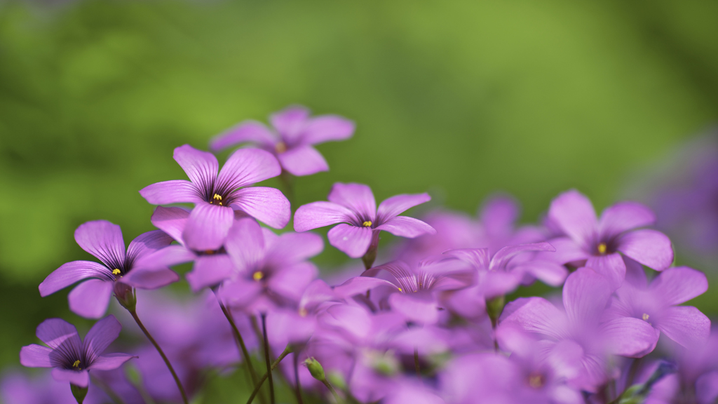 何の花?