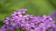 何の花?