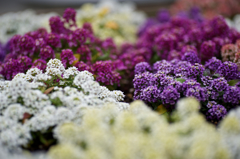 Color's