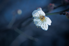 E-M5 Mark II  TEST SHOT