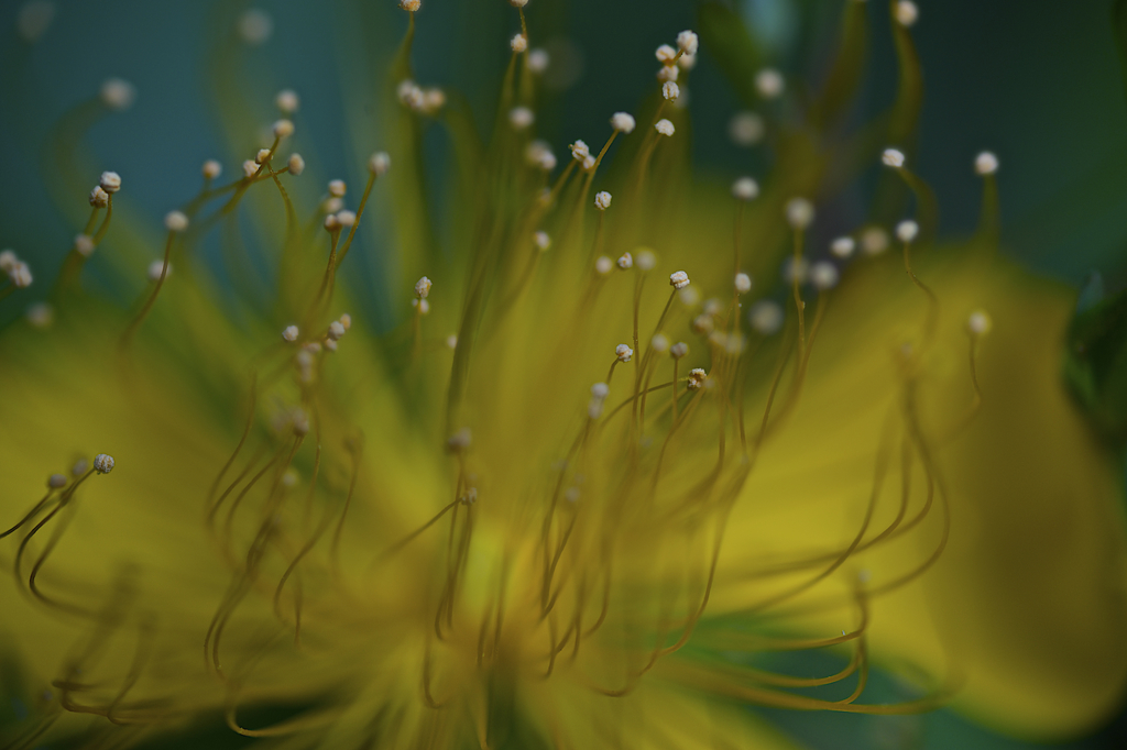 何の花?