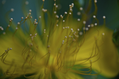何の花?