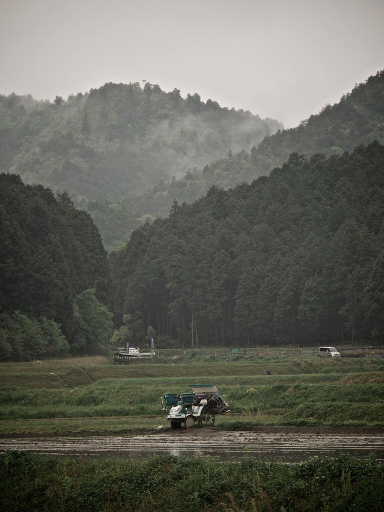 田植え