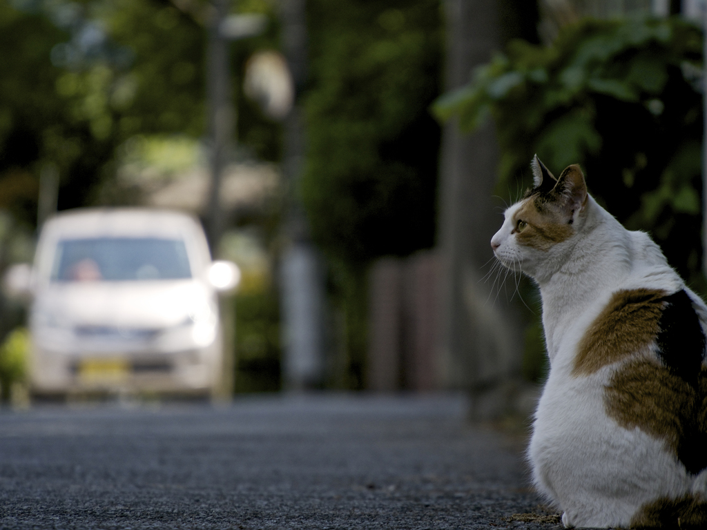 ねこ