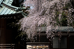 桜　深見神社 