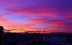 DSC_1175