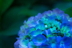 紫陽花 1