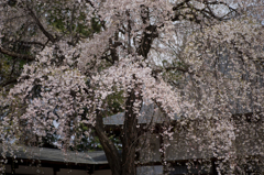 深見神社　桜
