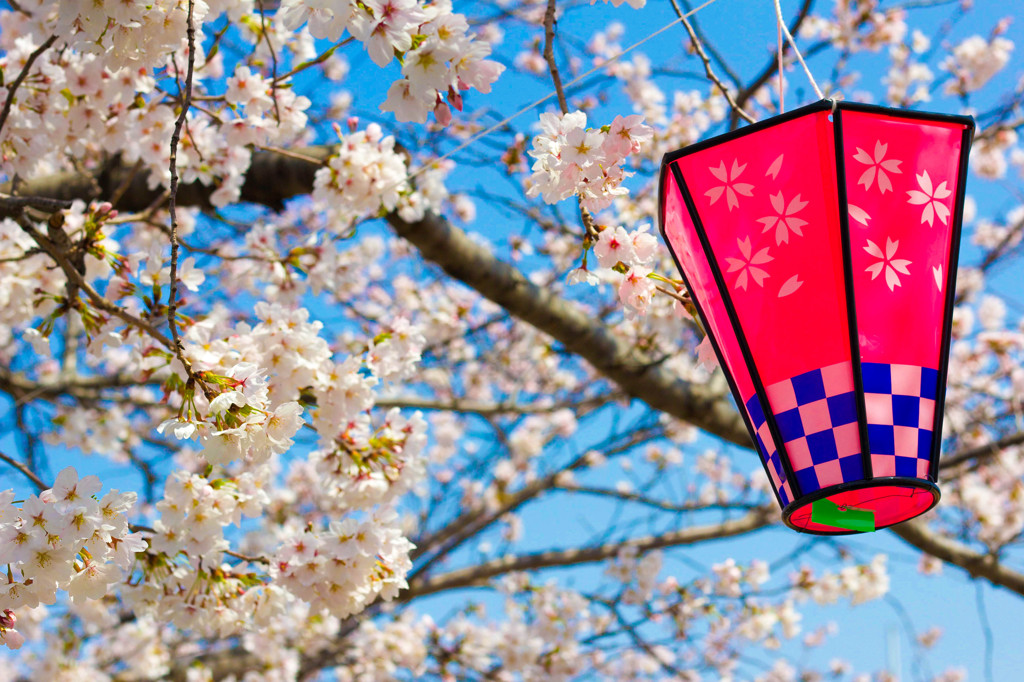 地元の桜